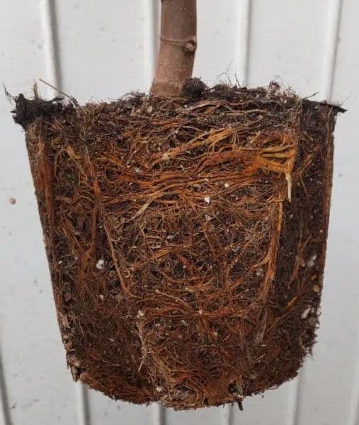 Green Greek（グリーングリーク）　収穫確認済み イチジク苗