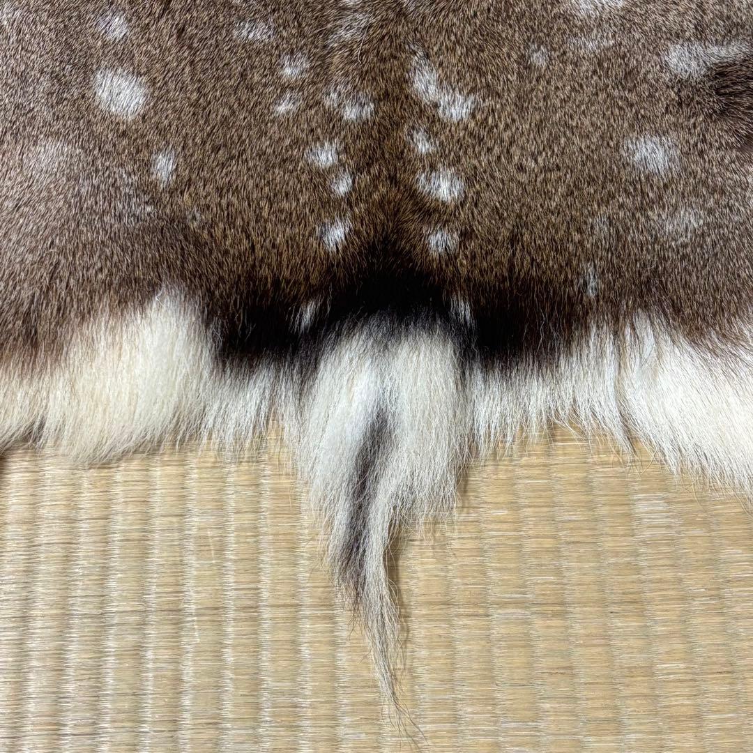 【猟師直送】天然 ニホンジカ 毛皮 鹿革 整理品 剥製 インテリア ラグ