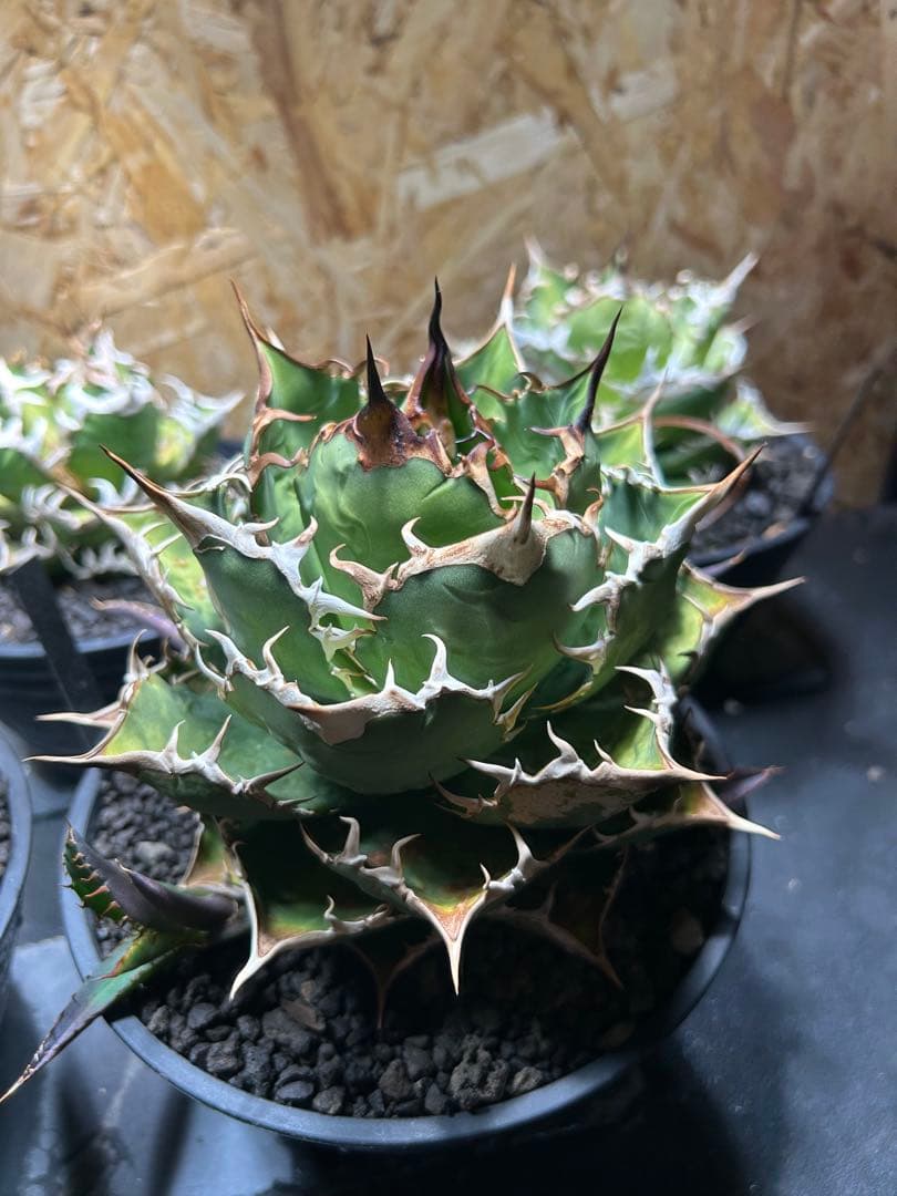 アガベ チタノタ　コンパクタ　親株　大株