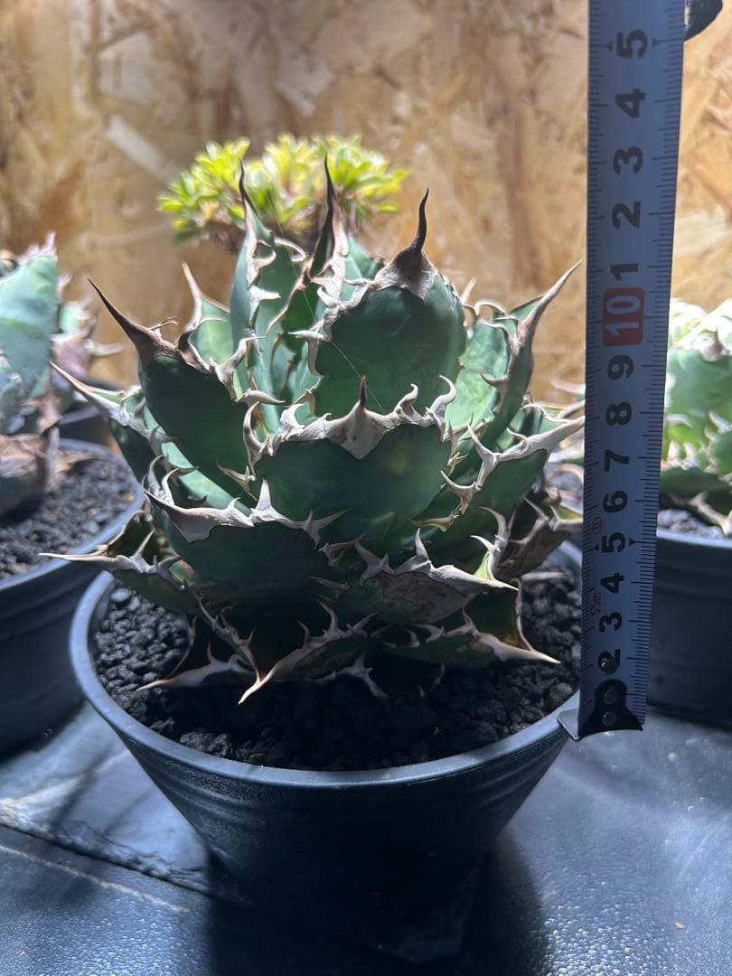 アガベ チタノタ　コンパクタ　親株　大株