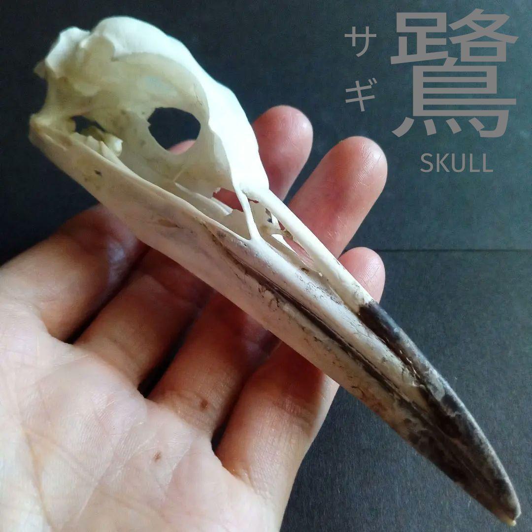 アオサギ　鷺　頭部　頭骨　スカル　極美麗標本