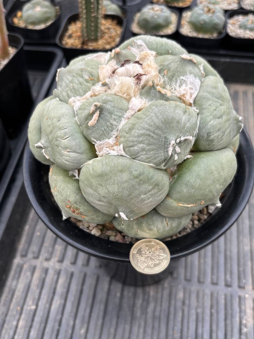 変わり疣青磁牡丹　台付