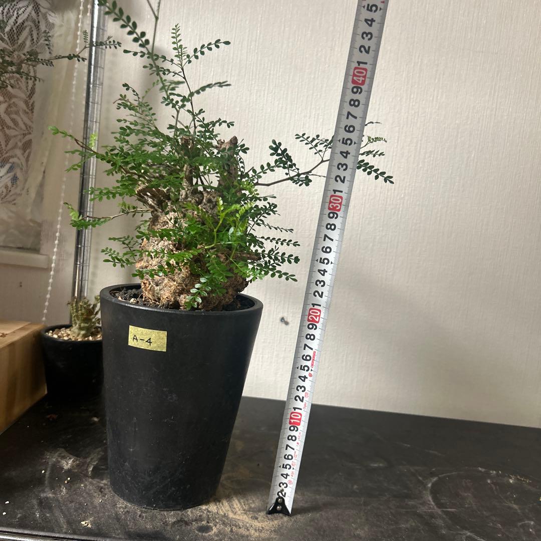 塊根植物 新芽あり パキプス