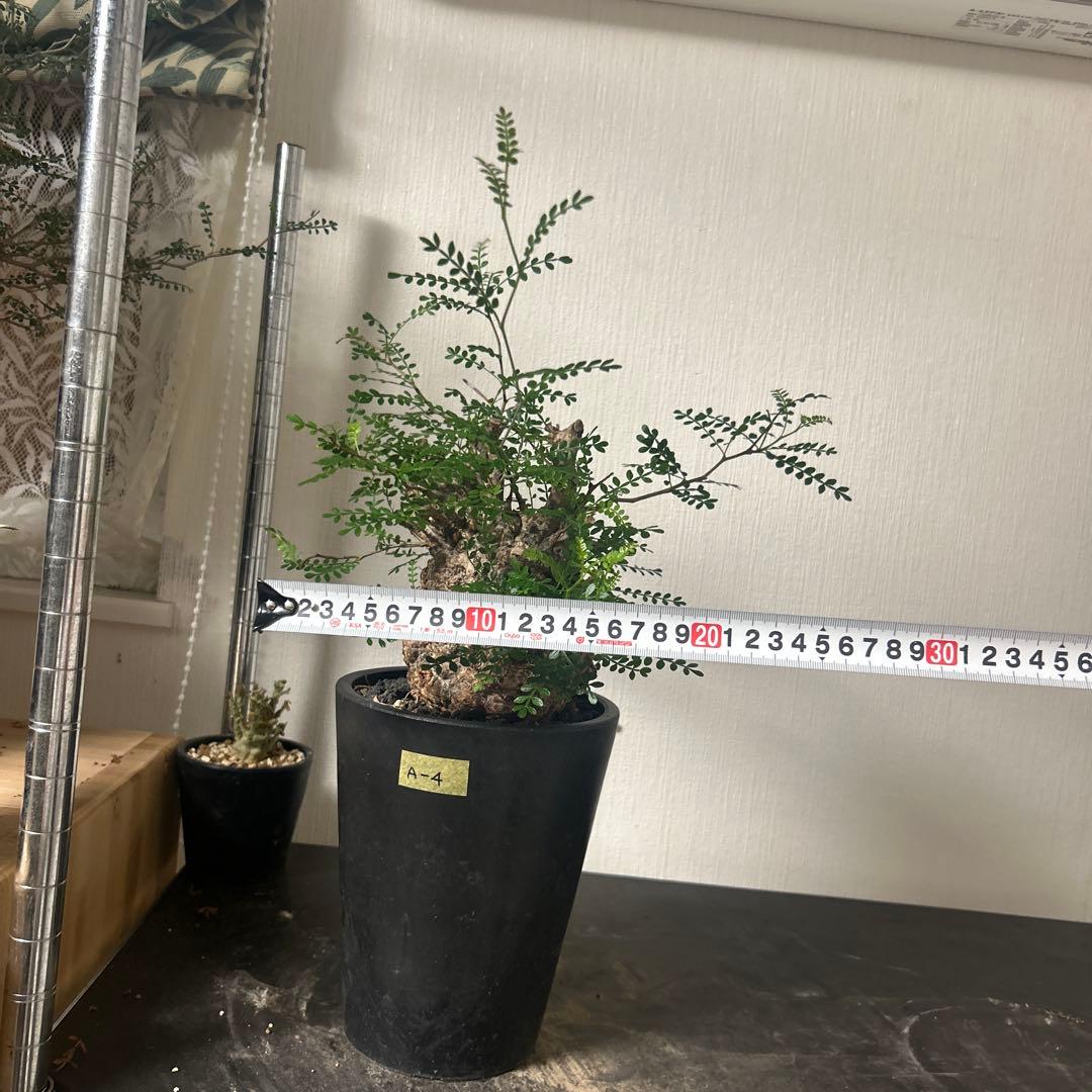 塊根植物 新芽あり パキプス