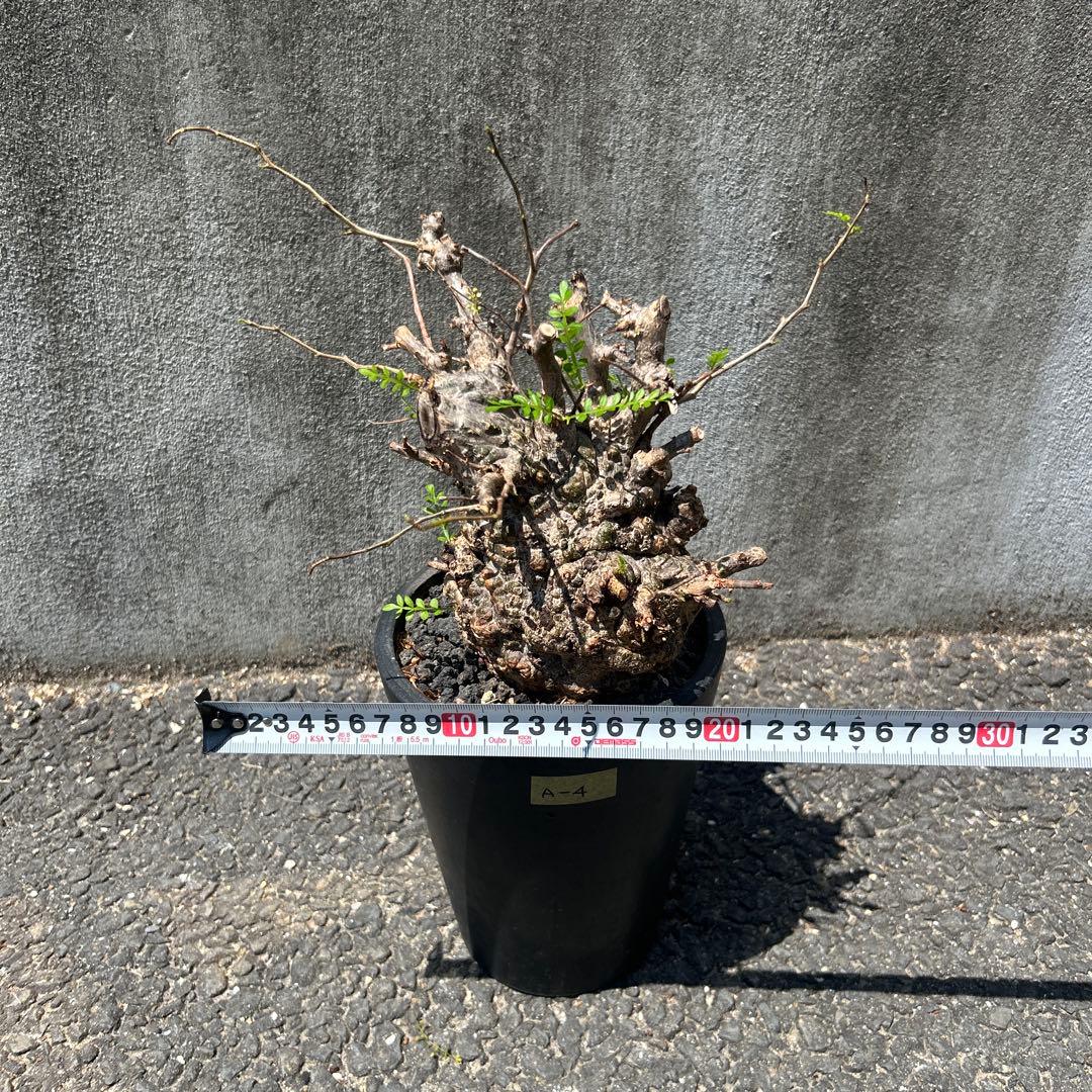 塊根植物 新芽あり パキプス