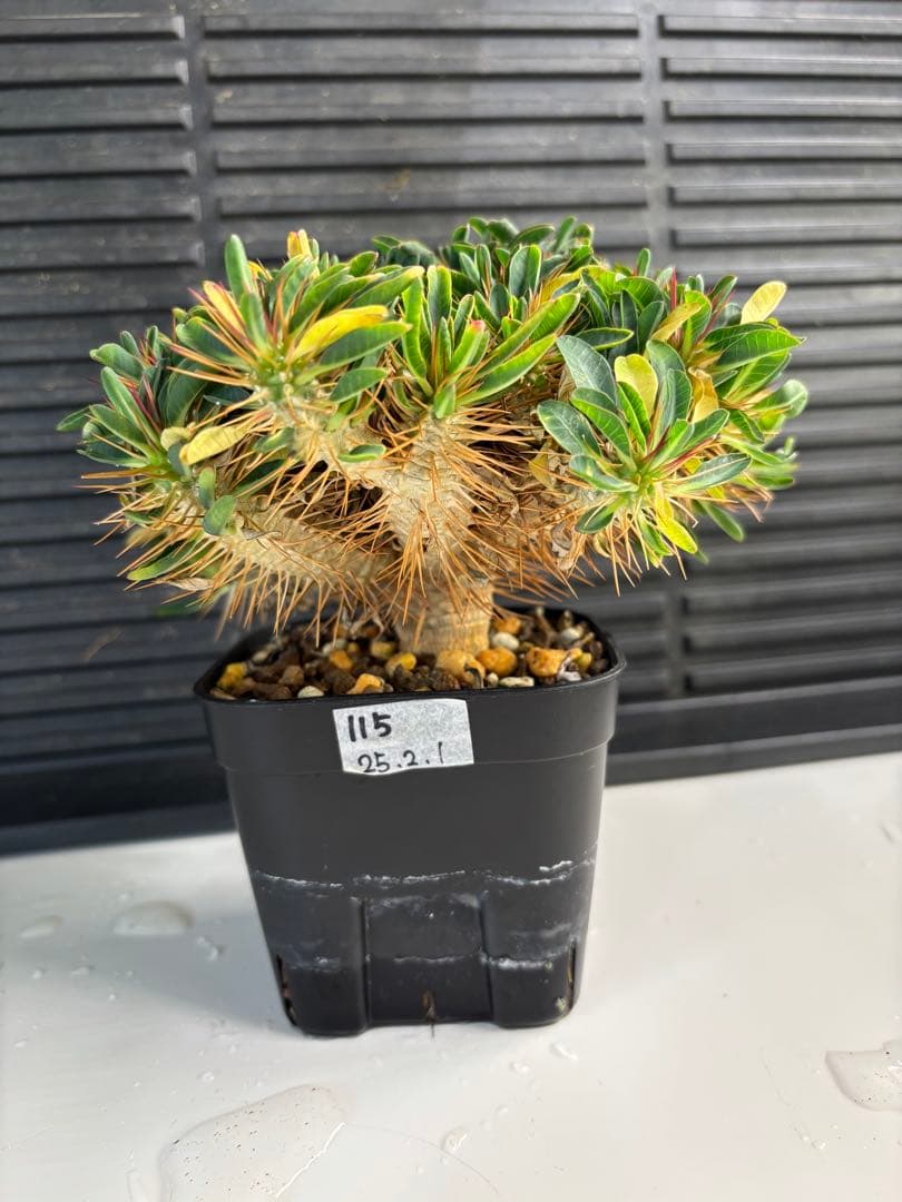 ユーフォルビアギラウミニアナ　1本　No.115