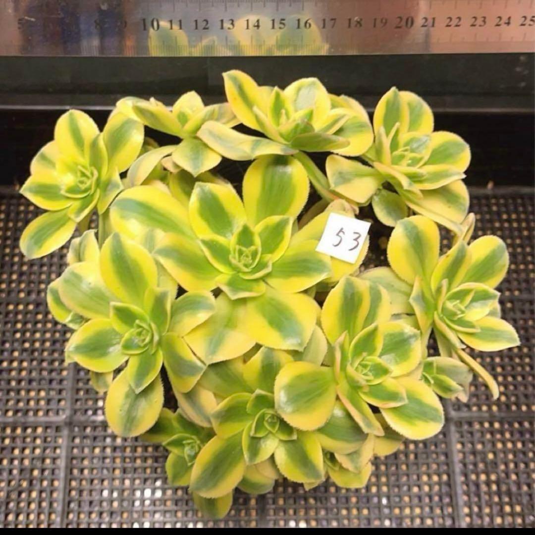 53#多肉植物ア工オニウム錦❤️スタ一バ一スト❤️12大頭 22cm拔き苗