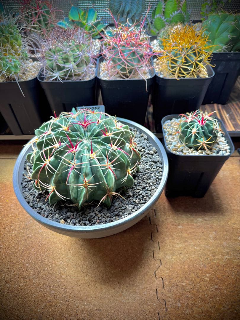 フェロカクタス　赤城（あかぎ）　サボテン　大株　小株セット