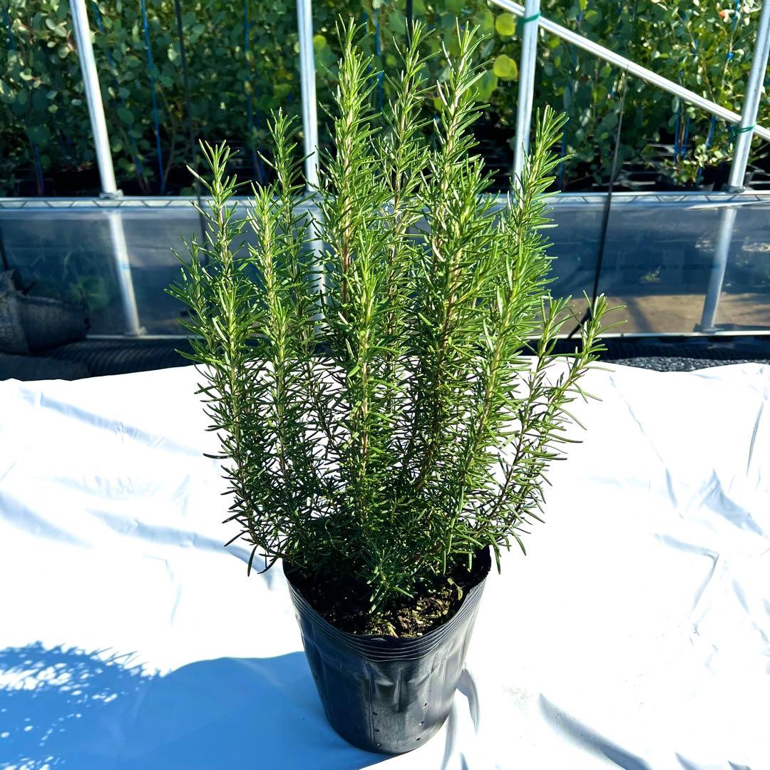 【toko❗️高さ60㎝前後‼️】ローズマリー　マリンブルー　2本セット