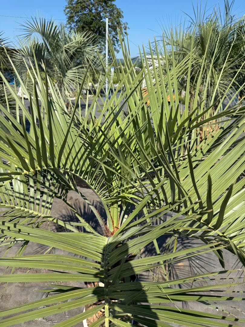 ココスヤシシルバーリーフ 【極太】葉先160cm 幹回り90cm 幹高30cm