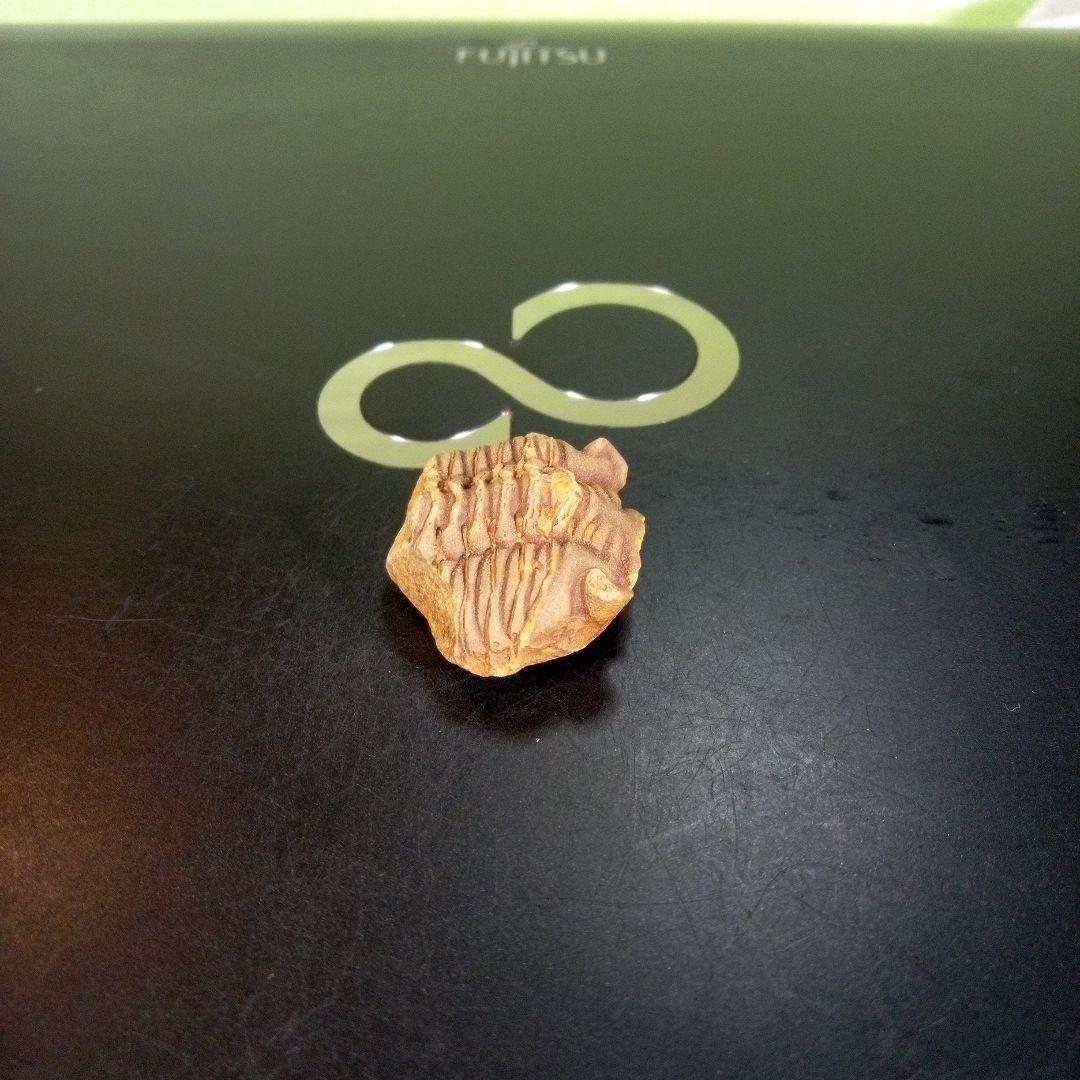 三葉虫　化石　fossil　ボリビア産　trilobite　南アメリカ化石郡⑤