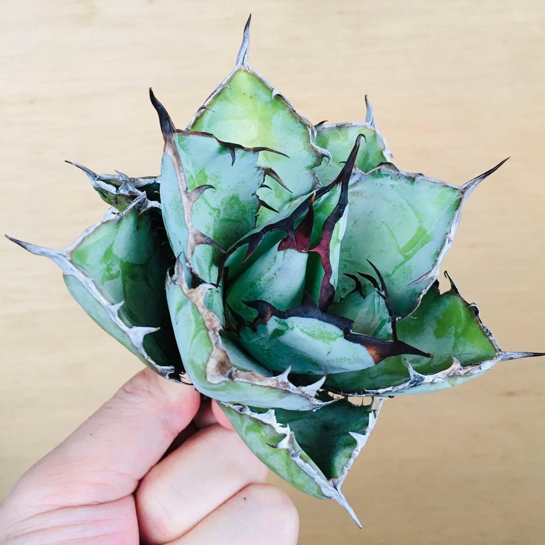 【稀少】4 ブラックアンドブルー 特選 極上黒棘 TC株 アガベ チタノタ