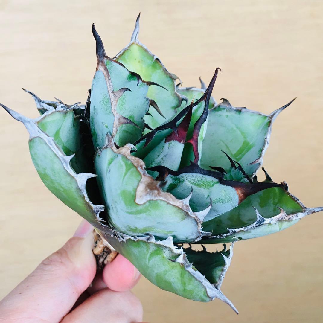 【稀少】4 ブラックアンドブルー 特選 極上黒棘 TC株 アガベ チタノタ