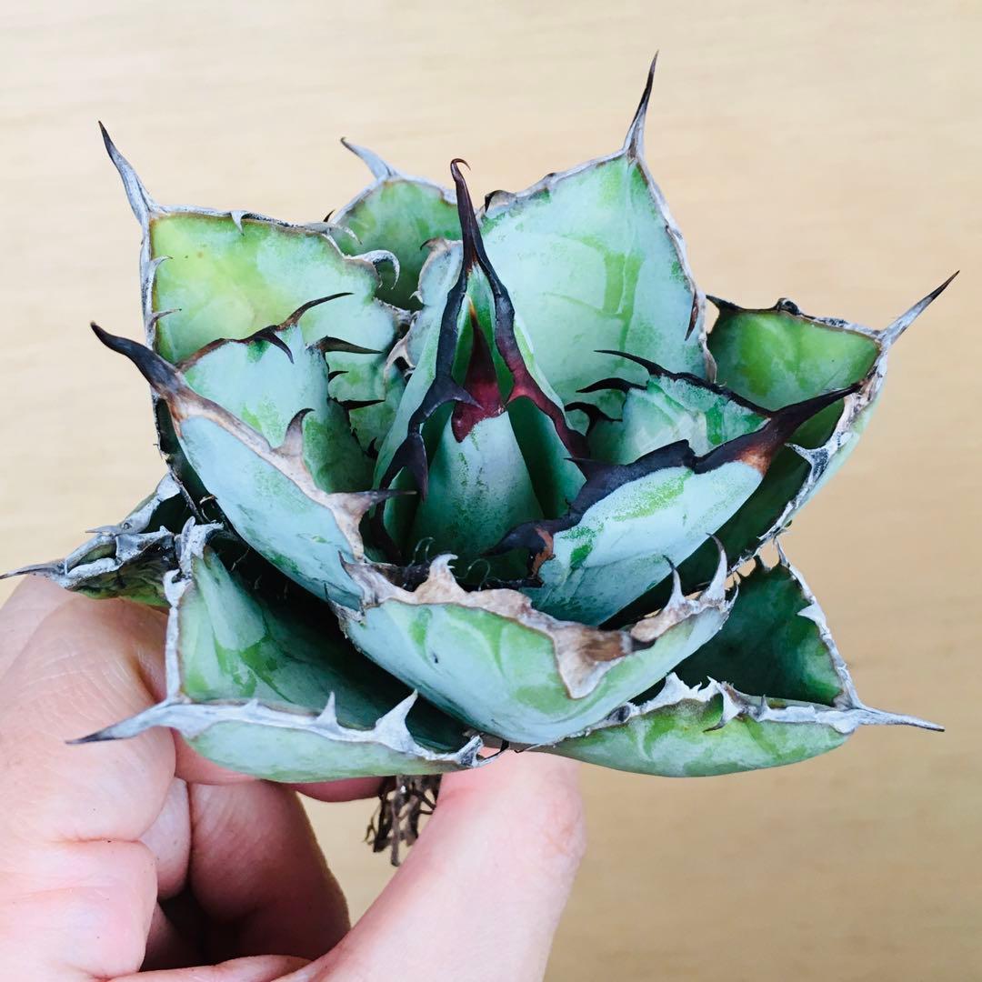 【稀少】4 ブラックアンドブルー 特選 極上黒棘 TC株 アガベ チタノタ