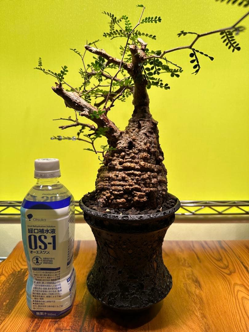 オペルクリカリアパキプス 現地球　発根済　良型　カタチ製作所