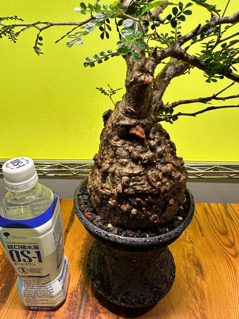 オペルクリカリアパキプス 現地球　発根済　良型　カタチ製作所