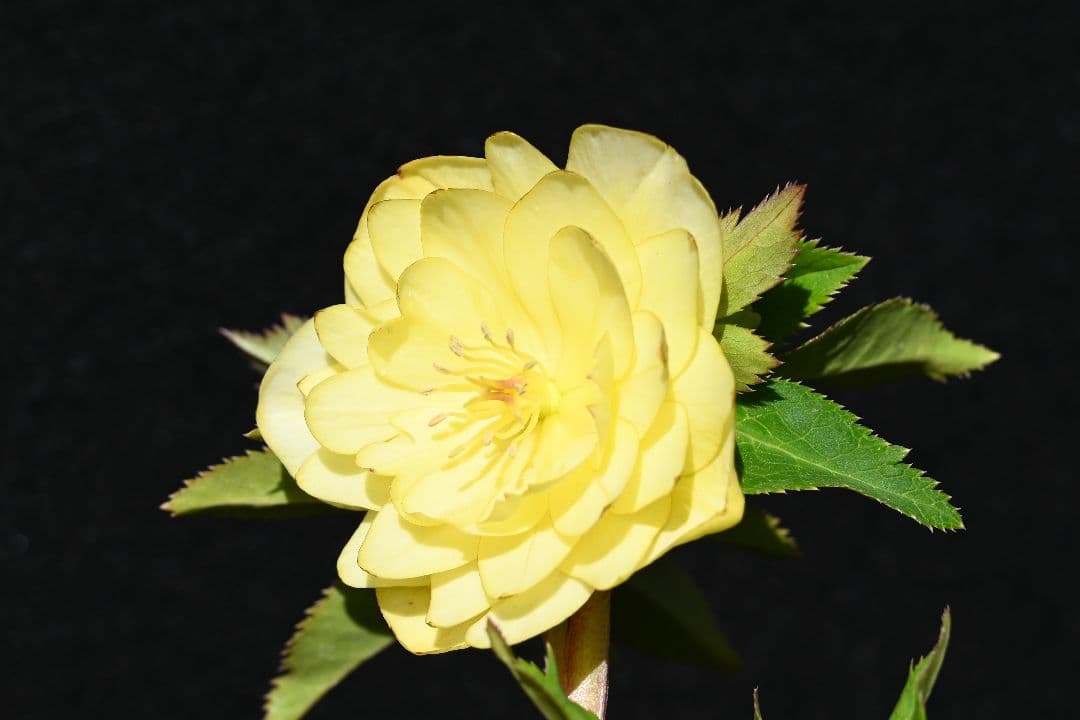 クリスマスローズ　認定かぐや姫　グロスかぐや姫交配　加藤農園