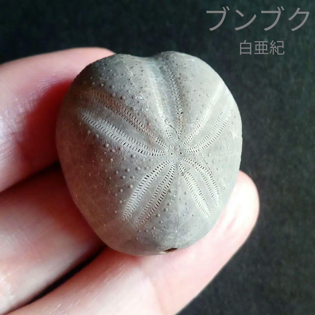 ウニ化石　ブンブク　30mm　極美麗　MAXIMUM　希少な標本