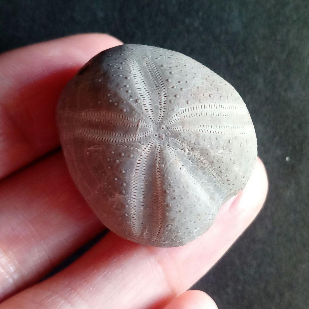 ウニ化石　ブンブク　30mm　極美麗　MAXIMUM　希少な標本