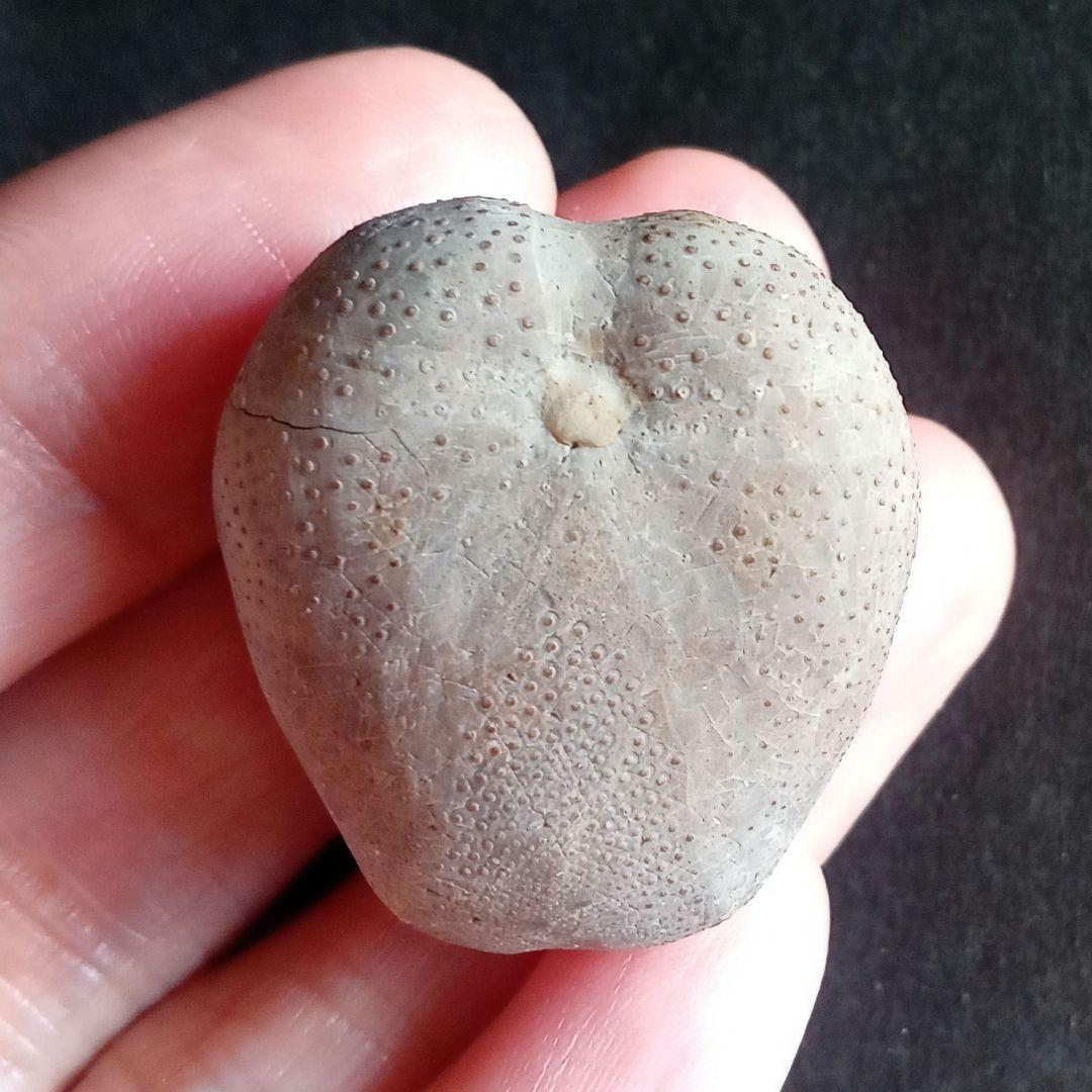 ウニ化石　ブンブク　30mm　極美麗　MAXIMUM　希少な標本