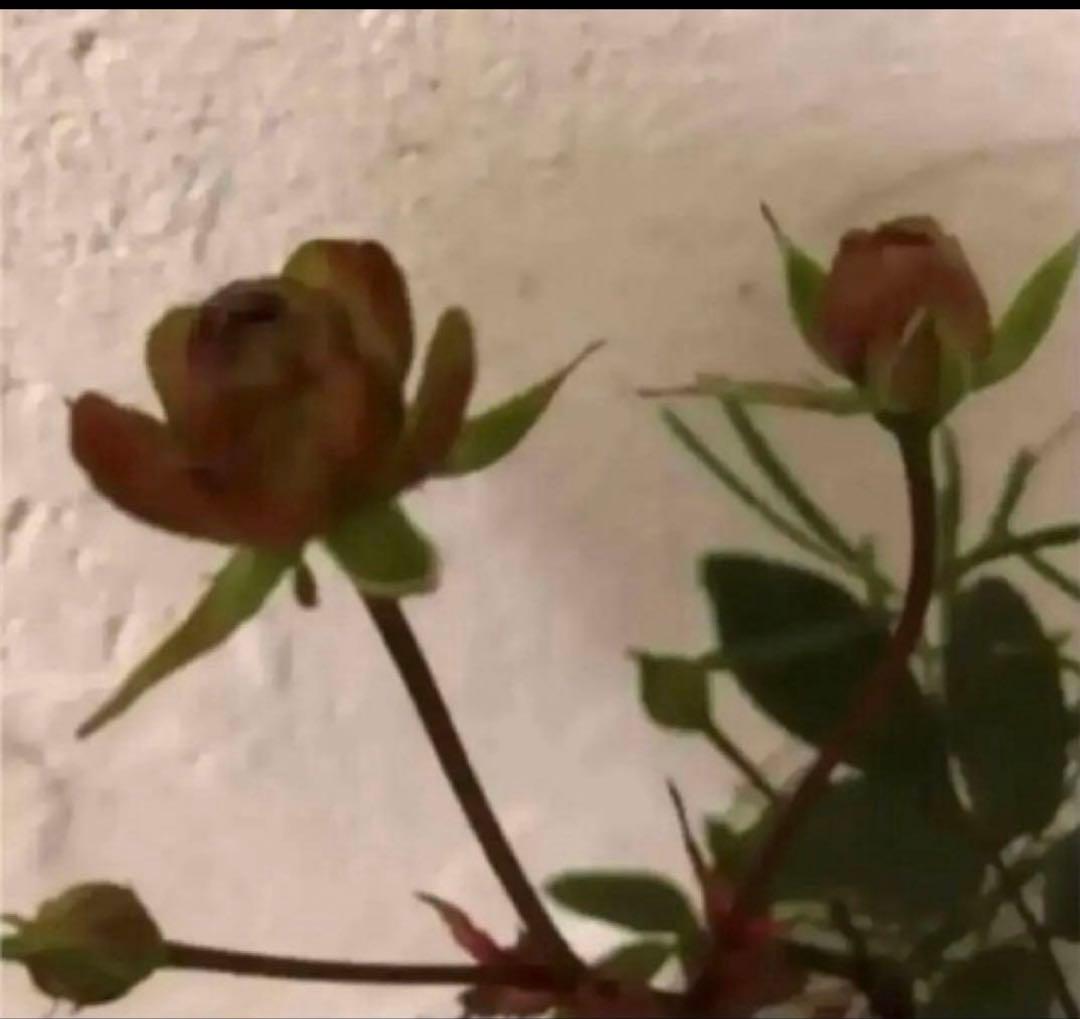 アンティークカラー　バラ(ᵔᴥᵔ)かわいいお庭♡シャビーなガーデン　スプレーバラ