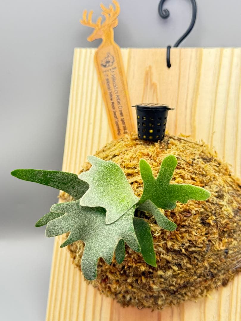 ビカクシダP.Antler Crown spore (YMDS)#