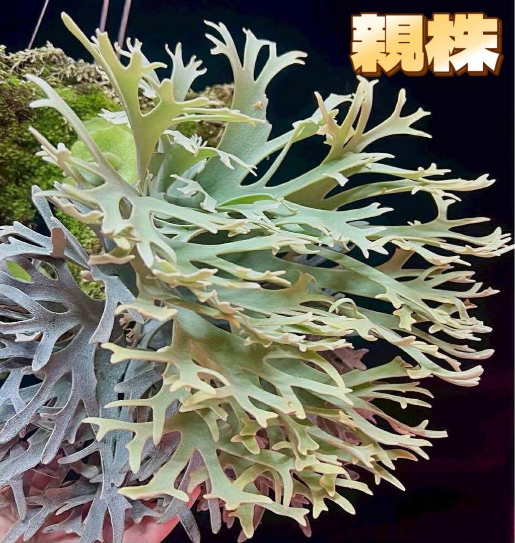 ビカクシダP.Antler Crown spore (YMDS)#