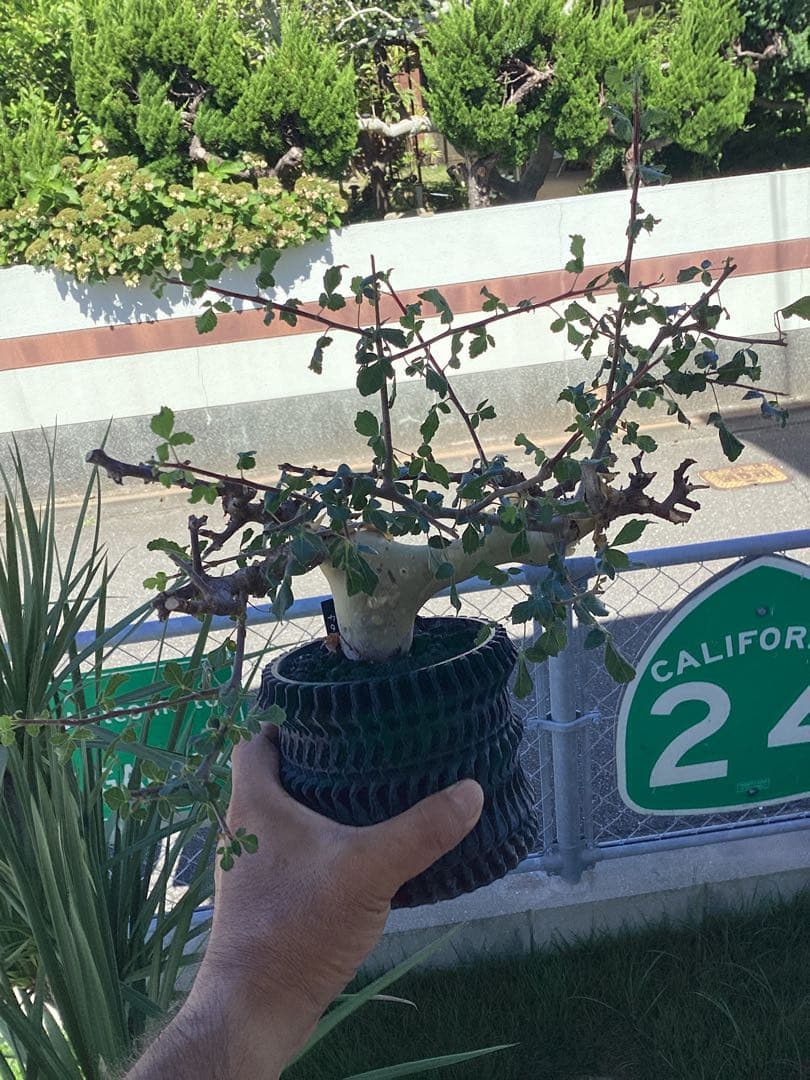 コミフォラ　カタフ　ターカネンシス　鉢付き　低重心