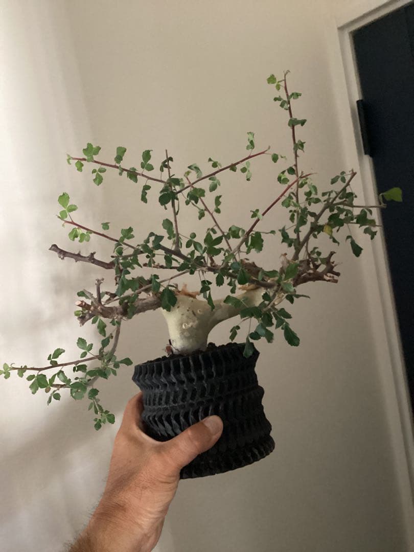 コミフォラ　カタフ　ターカネンシス　鉢付き　低重心