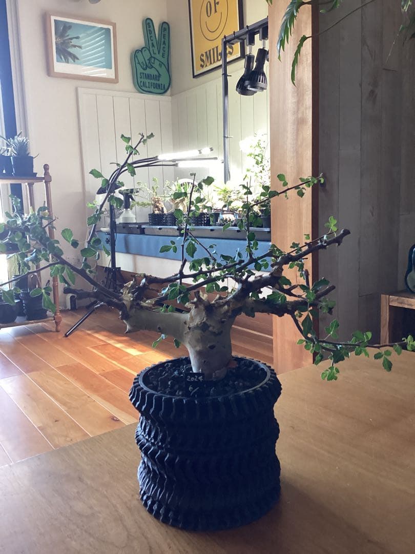 コミフォラ　カタフ　ターカネンシス　鉢付き　低重心