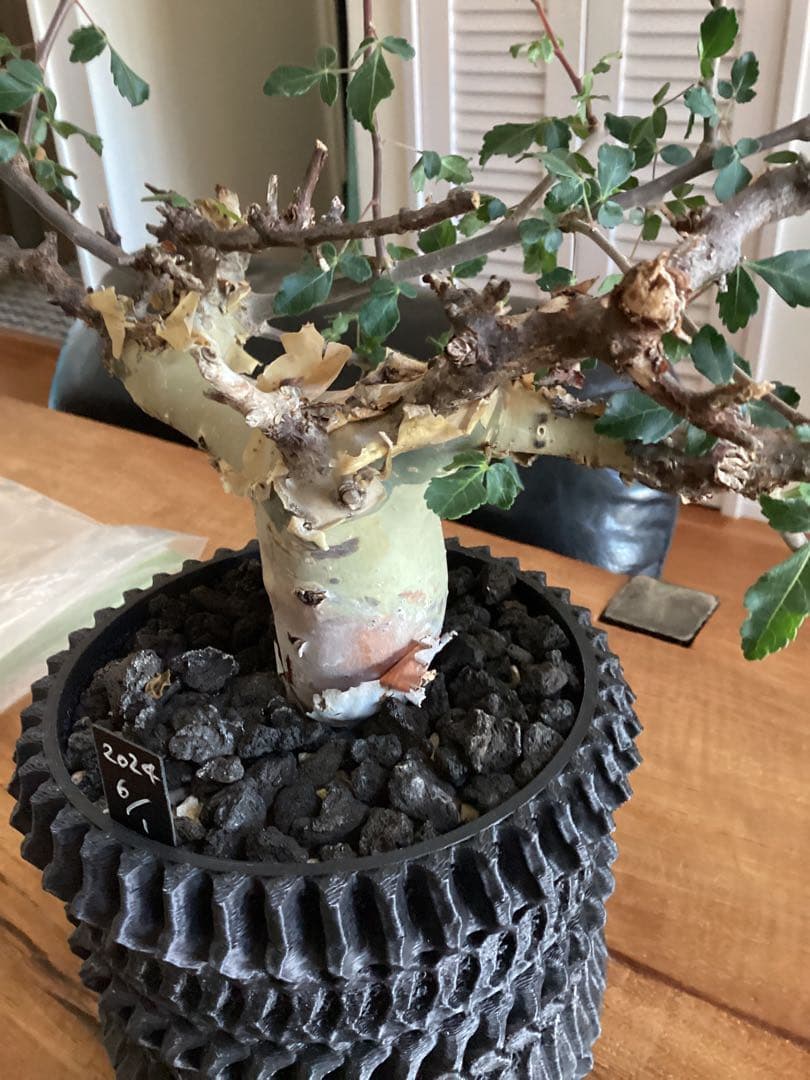 コミフォラ　カタフ　ターカネンシス　鉢付き　低重心