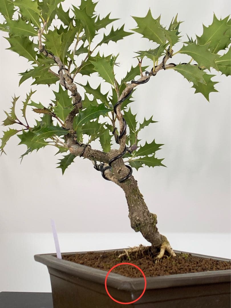 希少樹種　風情ある古木の根上がり柊（ヒイラギ）（検索/真柏赤松捻転懸崖盆栽）