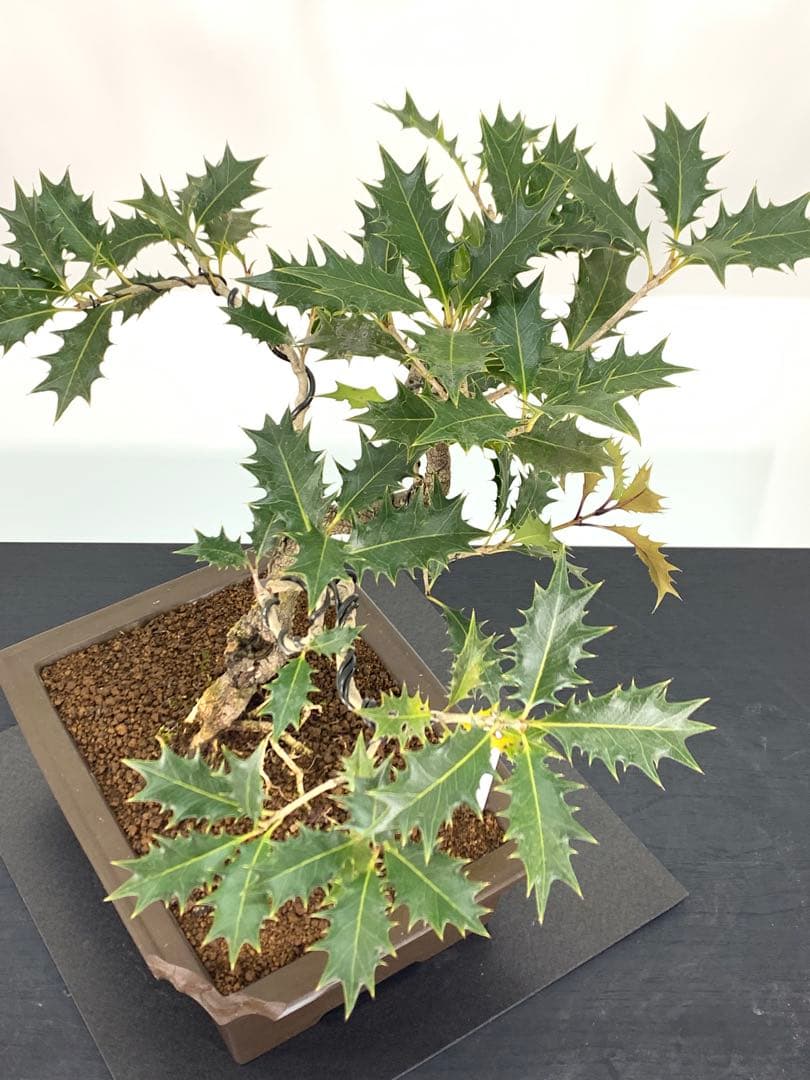 希少樹種　風情ある古木の根上がり柊（ヒイラギ）（検索/真柏赤松捻転懸崖盆栽）