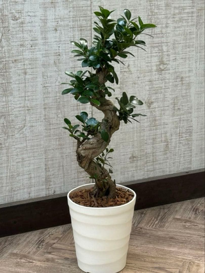 ☆ ガジュマル 太幹ねじり♪ 78cm 7号Pot♪
