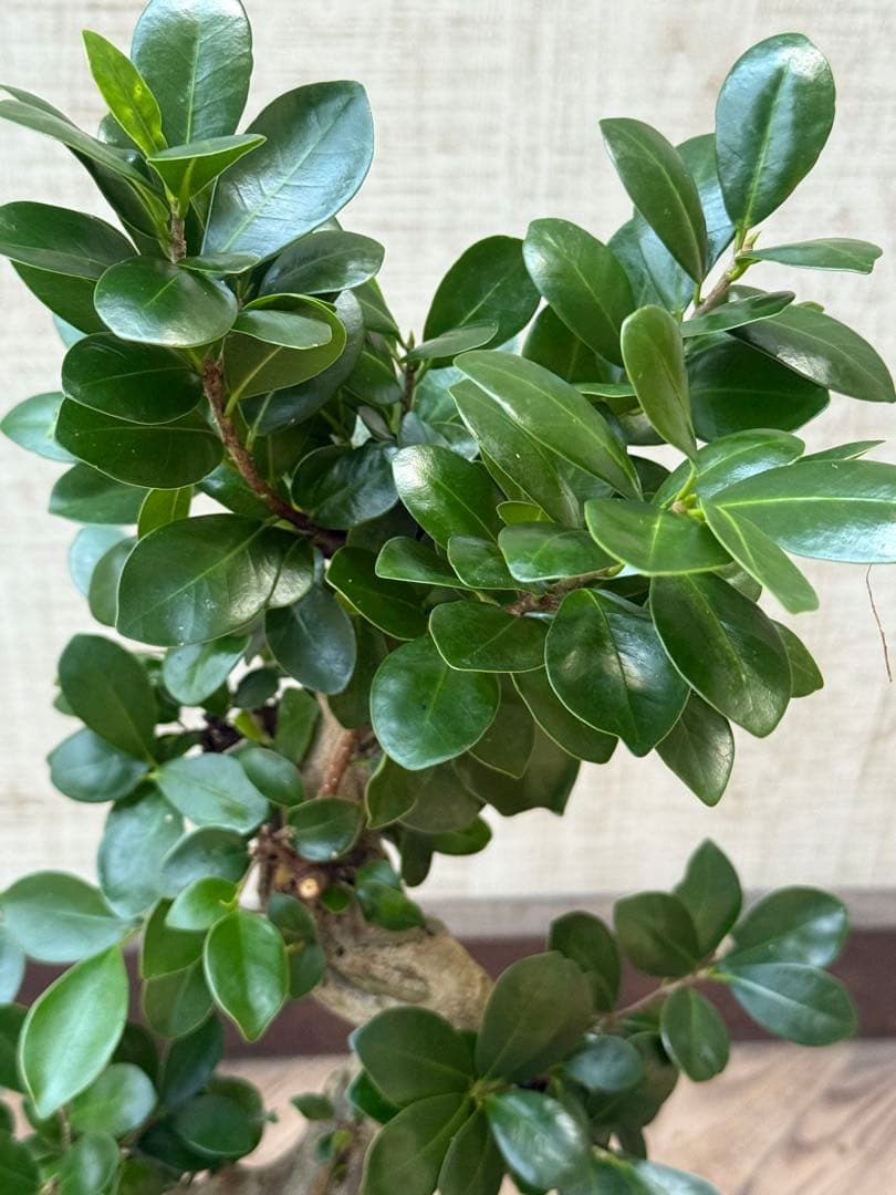 ☆ ガジュマル 太幹ねじり♪ 78cm 7号Pot♪