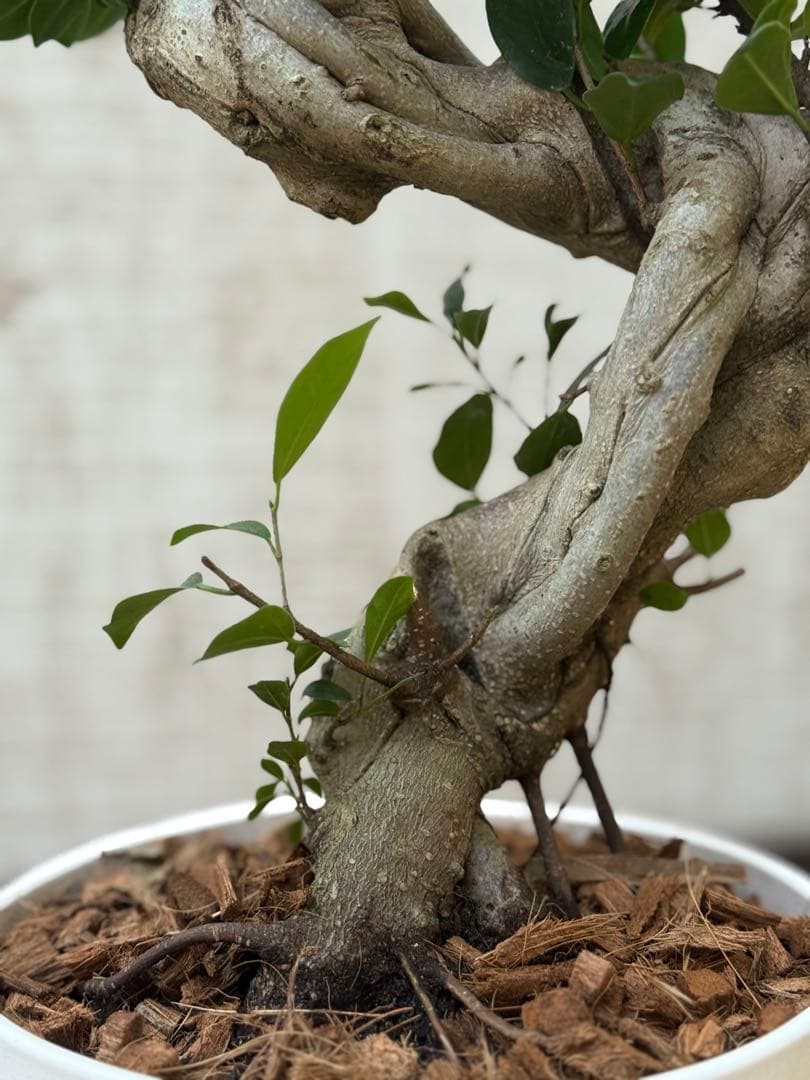 ☆ ガジュマル 太幹ねじり♪ 78cm 7号Pot♪