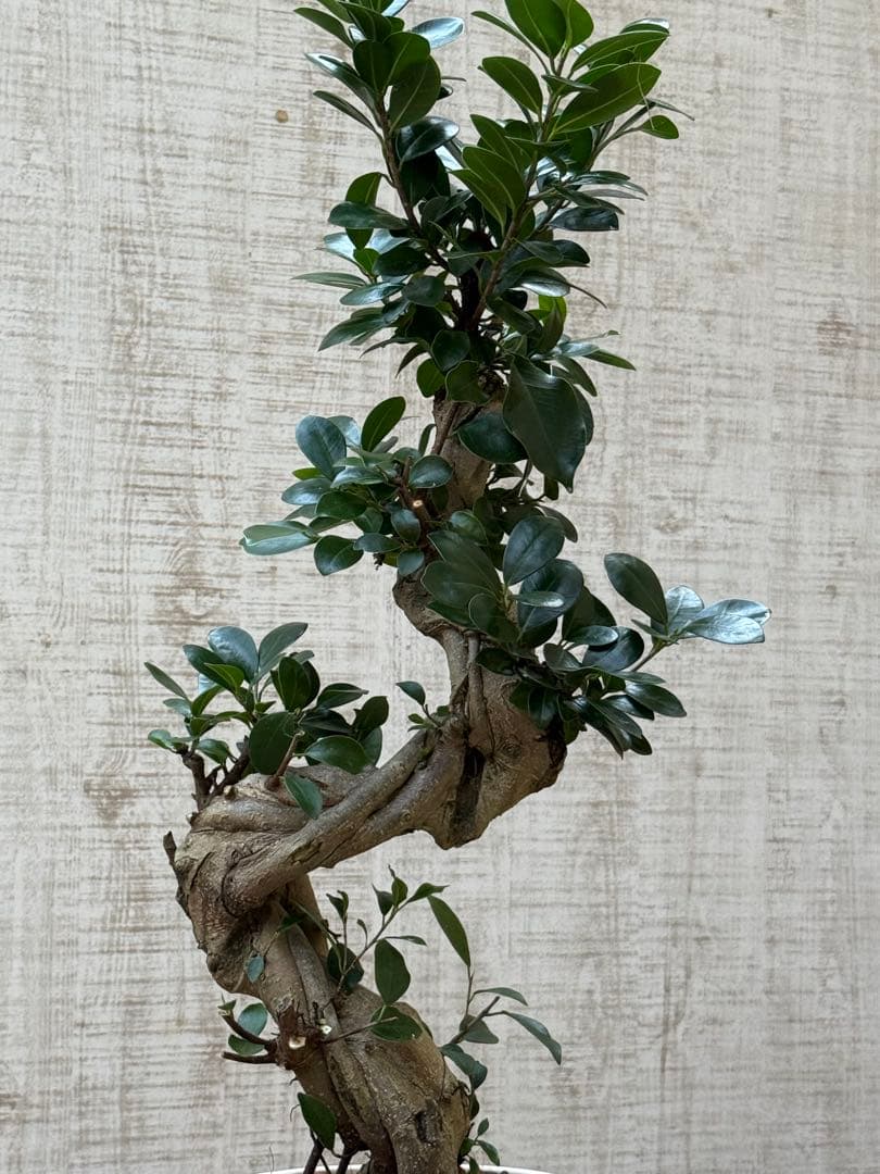 ☆ ガジュマル 太幹ねじり♪ 78cm 7号Pot♪