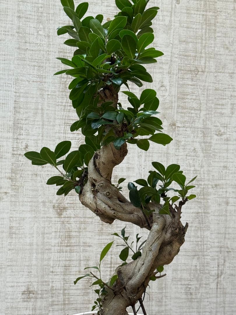 ☆ ガジュマル 太幹ねじり♪ 78cm 7号Pot♪