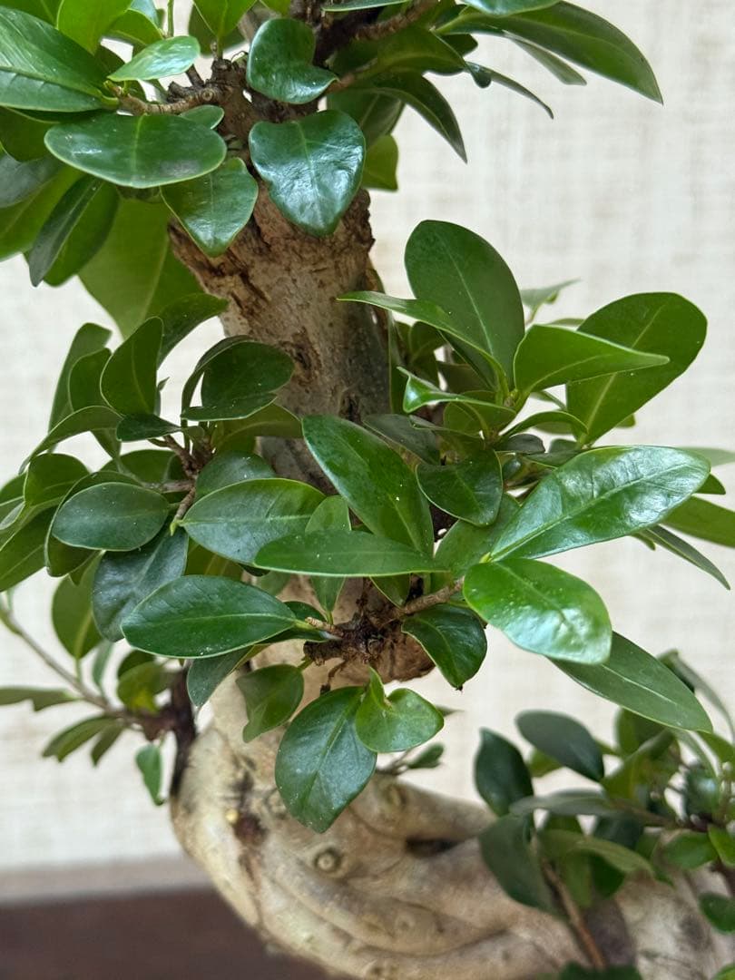 ☆ ガジュマル 太幹ねじり♪ 78cm 7号Pot♪