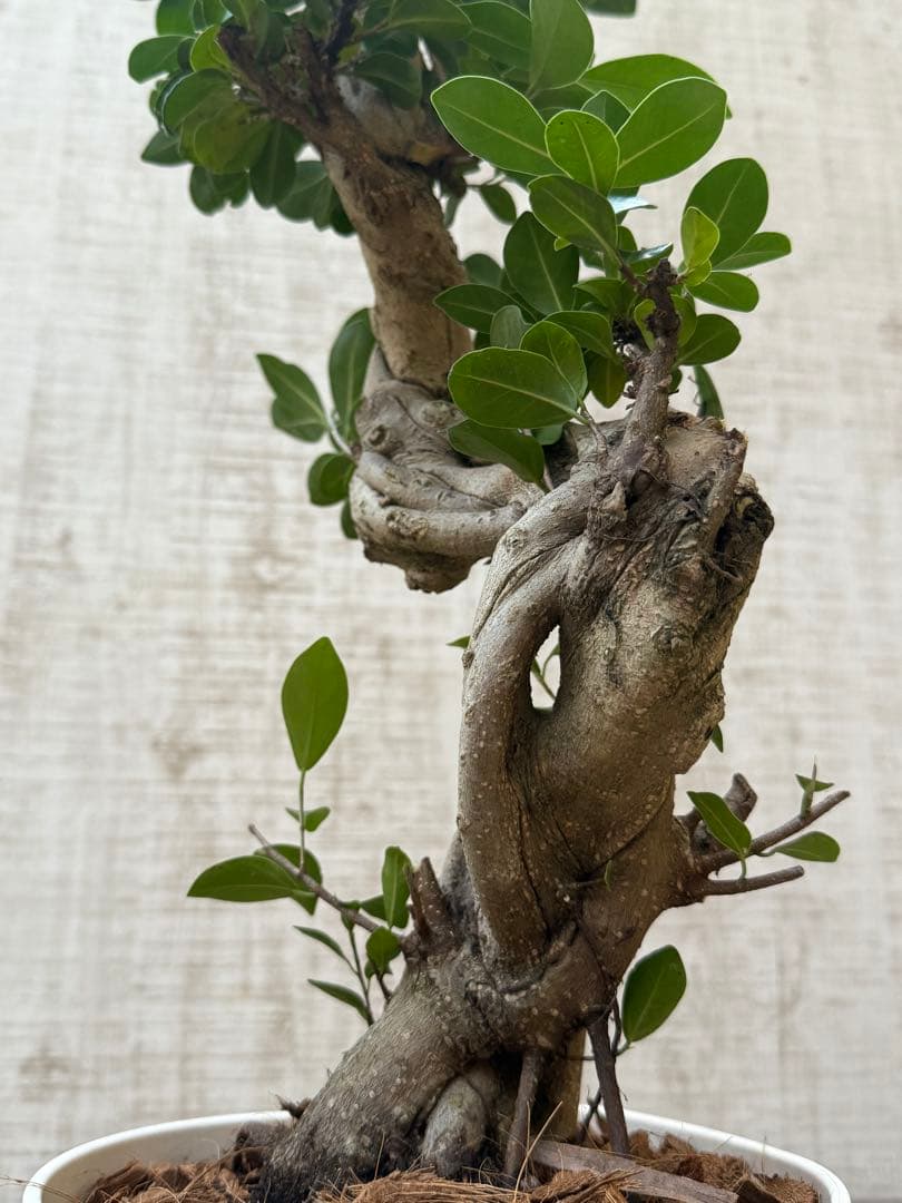☆ ガジュマル 太幹ねじり♪ 78cm 7号Pot♪