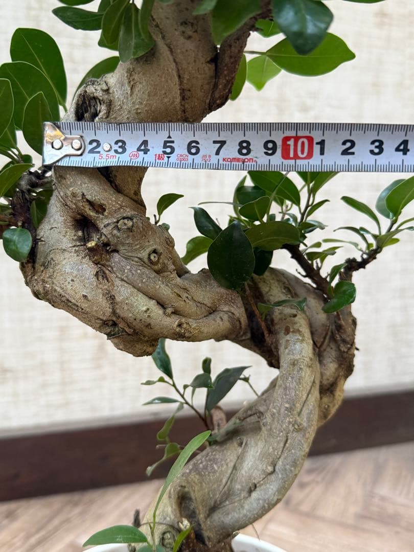 ☆ ガジュマル 太幹ねじり♪ 78cm 7号Pot♪