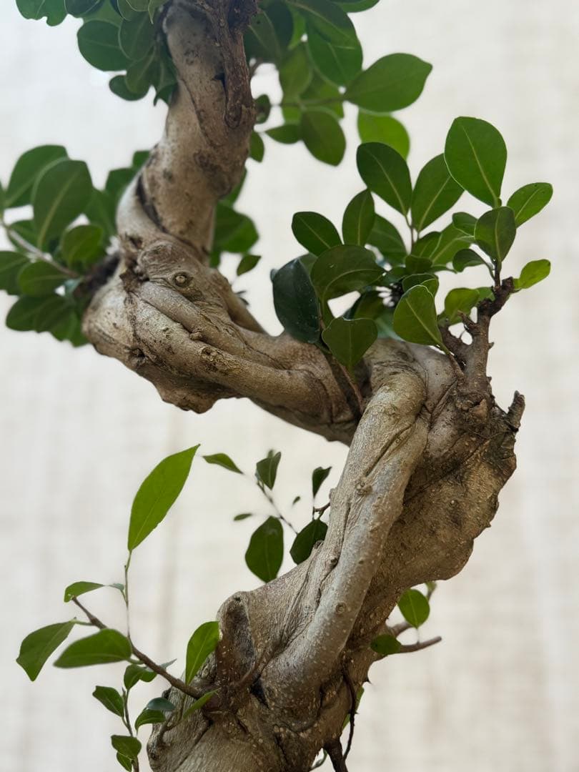 ☆ ガジュマル 太幹ねじり♪ 78cm 7号Pot♪