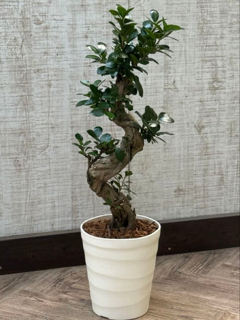 ☆ ガジュマル 太幹ねじり♪ 78cm 7号Pot♪