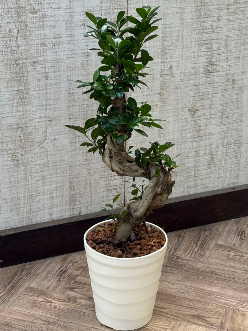 ☆ ガジュマル 太幹ねじり♪ 78cm 7号Pot♪