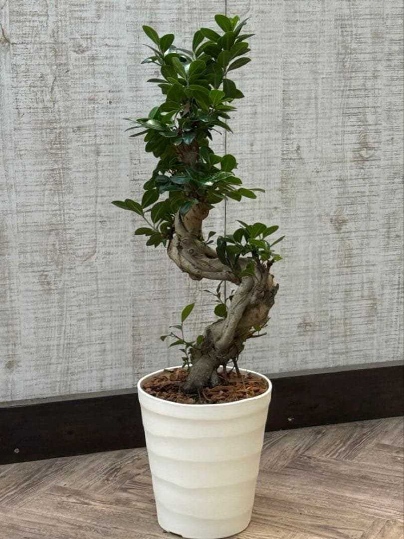 ☆ ガジュマル 太幹ねじり♪ 78cm 7号Pot♪