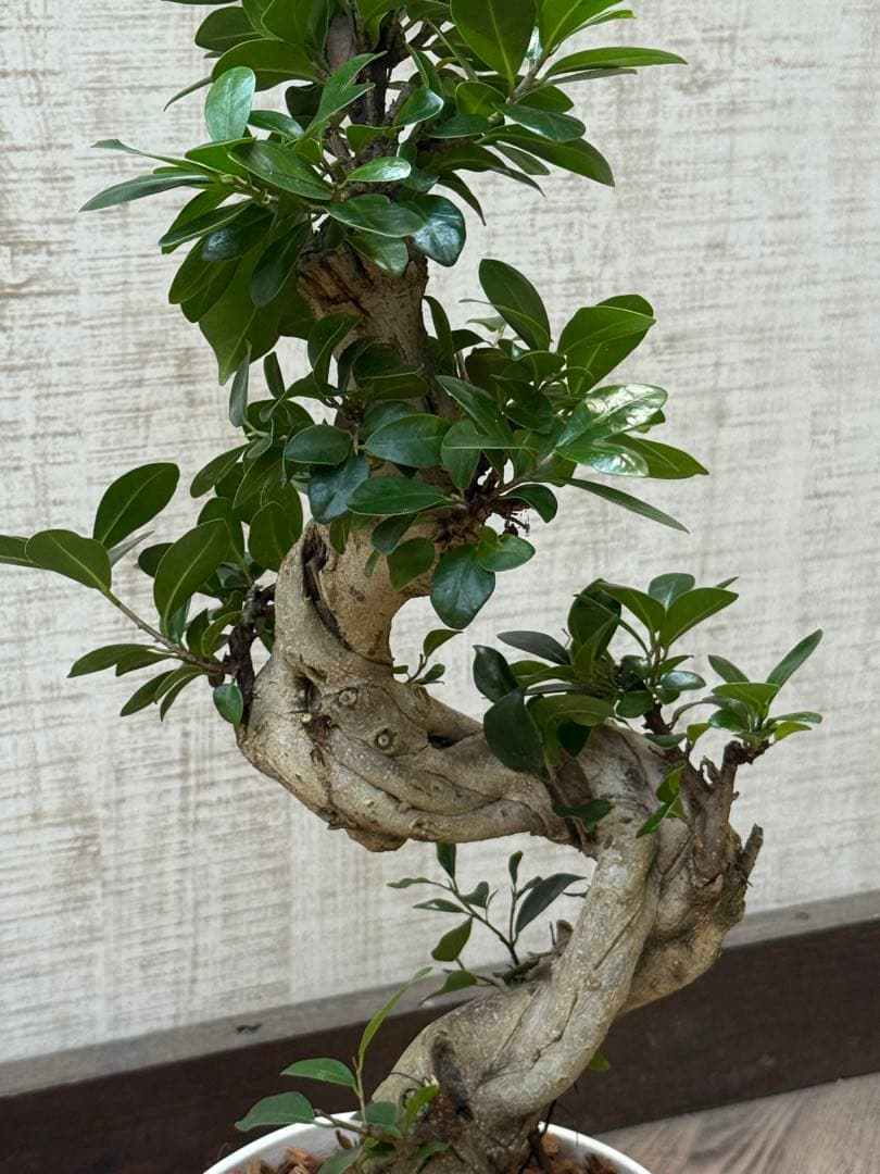 ☆ ガジュマル 太幹ねじり♪ 78cm 7号Pot♪