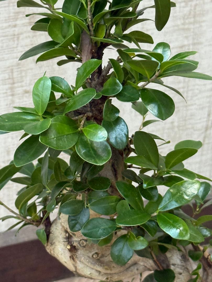 ☆ ガジュマル 太幹ねじり♪ 78cm 7号Pot♪