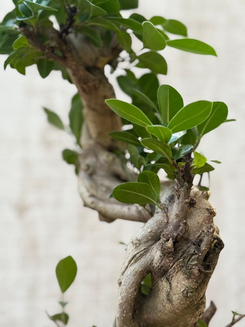 ☆ ガジュマル 太幹ねじり♪ 78cm 7号Pot♪