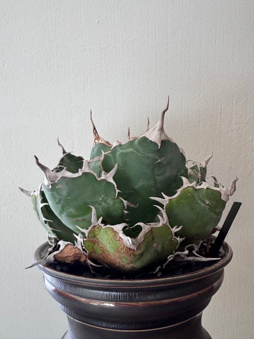 アガベ チタノタ 白鯨 中大株