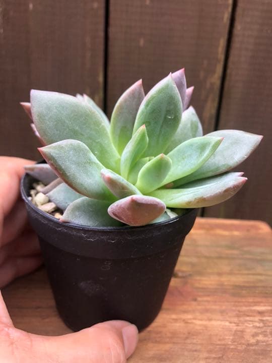 専用ページです(^○^)